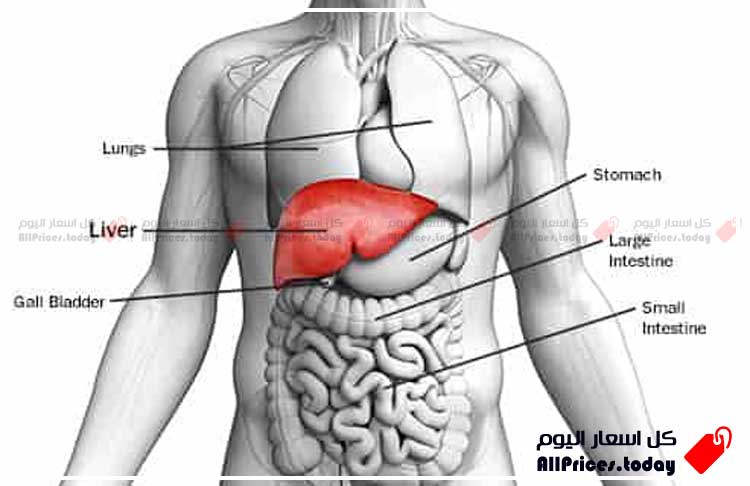 سعر تحليل وظائف الكبد في مصر 2023