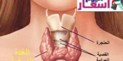 سعر تحليل الغدة الدرقية 2023 | عروض وتخفيضات فحص الغدة الدرقية بالسعودية