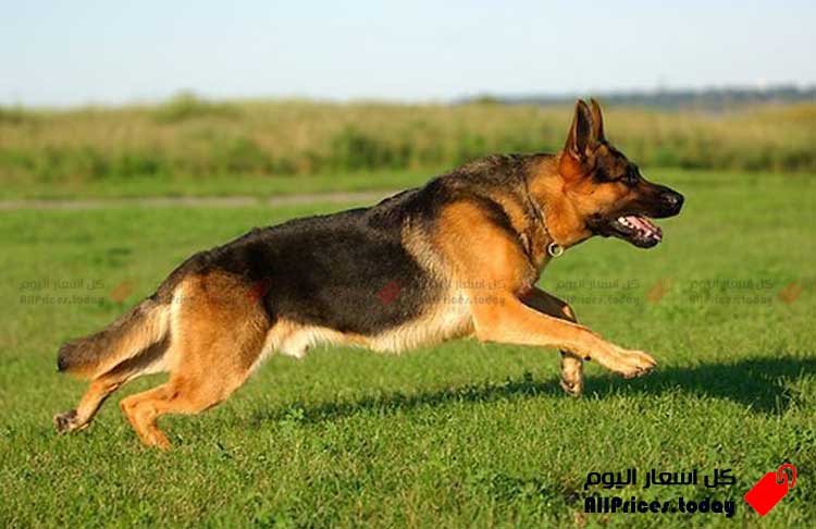 اسعار كلاب جيرمن شيبرد ، صور كلاب جيرمن شيبرد